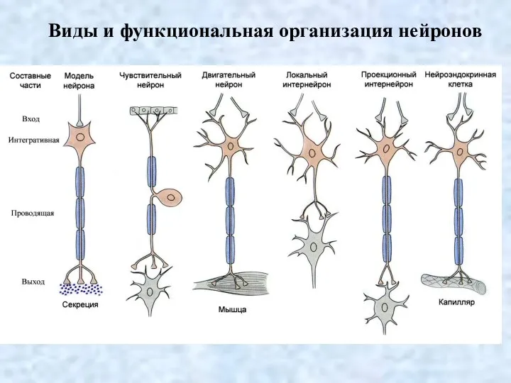 Виды и функциональная организация нейронов