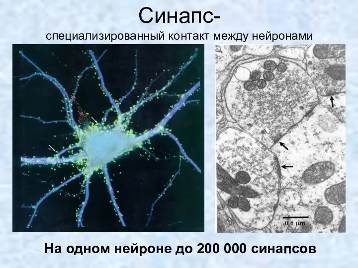 Синапс- специализированный контакт между нейронами На одном нейроне до 200 000 синапсов