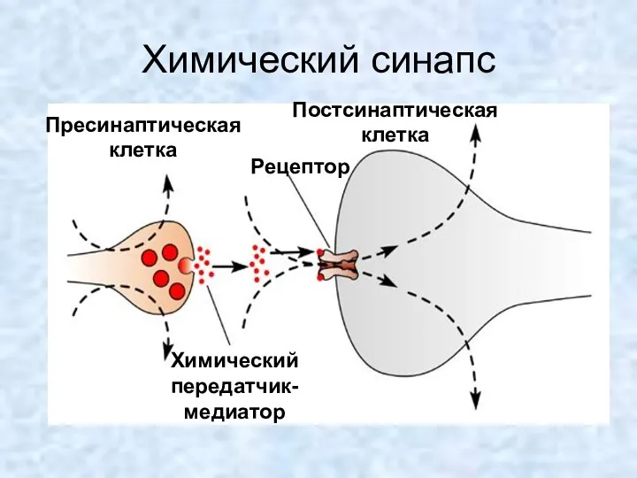 Химический синапс Пресинаптическая клетка Постсинаптическая клетка Рецептор Химический передатчик- медиатор