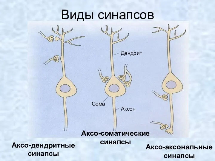 Виды синапсов Дендрит Аксон Сома Аксо-дендритные синапсы Аксо-соматические синапсы Аксо-аксональные синапсы