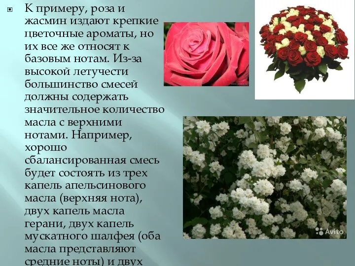 К примеру, роза и жасмин издают крепкие цветочные ароматы, но
