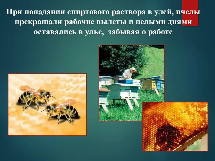 При попадании спиртового раствора в улей, пчелы прекращали рабочие вылеты