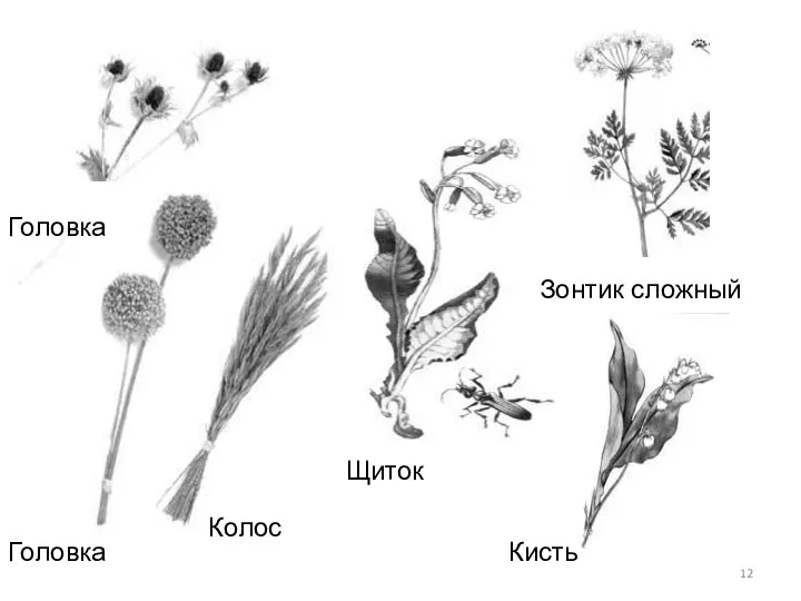 Головка Головка Колос Щиток Зонтик сложный Кисть