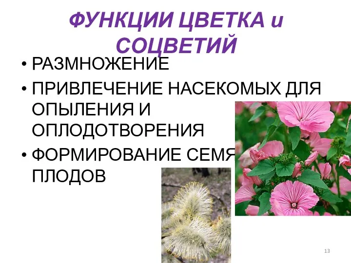 ФУНКЦИИ ЦВЕТКА и СОЦВЕТИЙ РАЗМНОЖЕНИЕ ПРИВЛЕЧЕНИЕ НАСЕКОМЫХ ДЛЯ ОПЫЛЕНИЯ И ОПЛОДОТВОРЕНИЯ ФОРМИРОВАНИЕ СЕМЯН И ПЛОДОВ