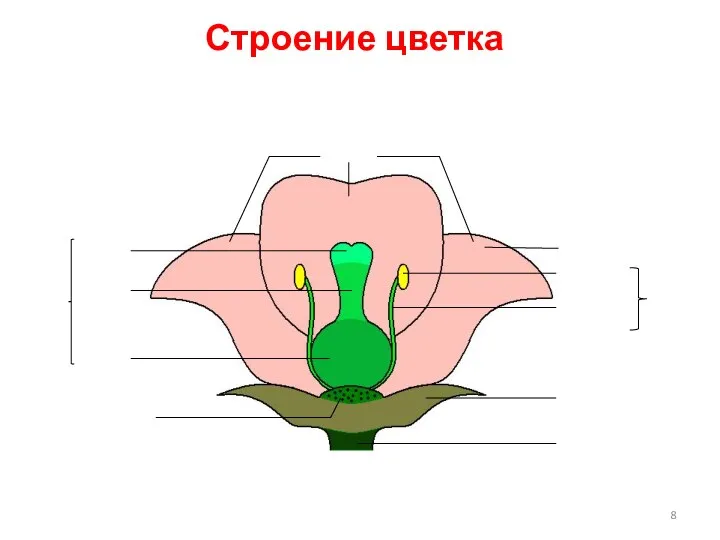 Строение цветка