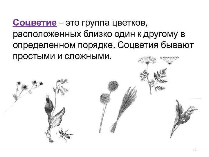 Соцветие – это группа цветков, расположенных близко один к другому