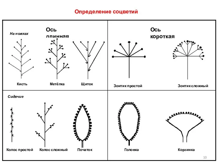 Определение соцветий Ось длинная На ножках Сидячие Кисть Метёлка Щиток