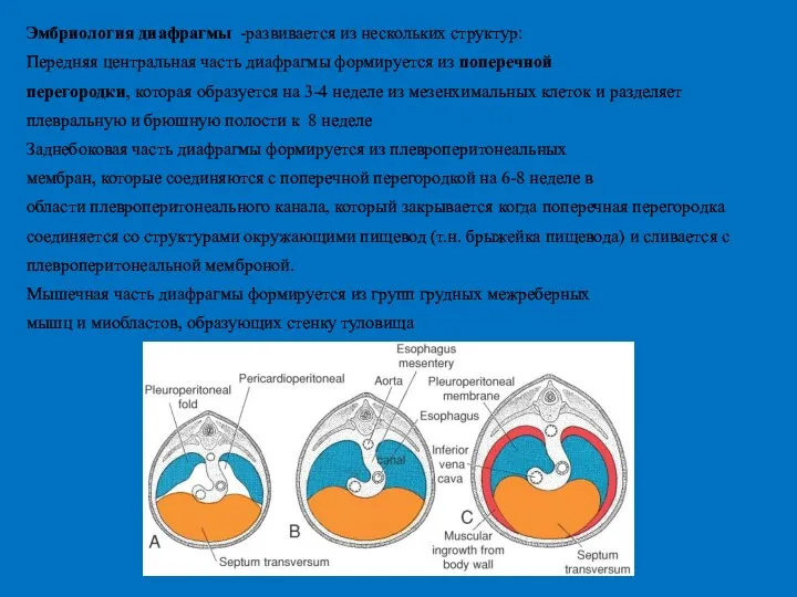 Эмбриология диафрагмы -развивается из нескольких структур: Передняя центральная часть диафрагмы