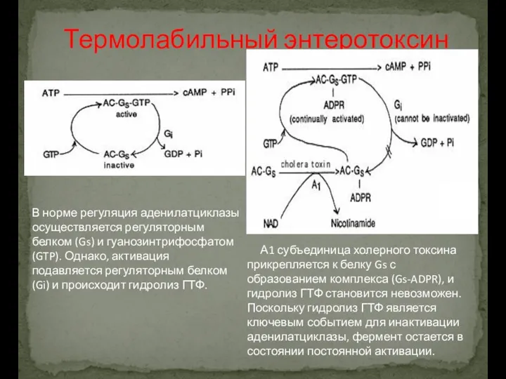 Термолабильный энтеротоксин В норме регуляция аденилатциклазы осуществляется регуляторным белком (Gs)