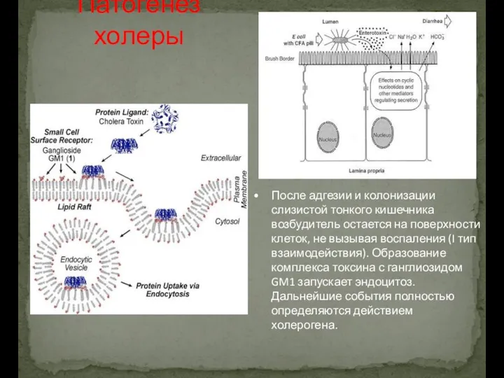Патогенез холеры После адгезии и колонизации слизистой тонкого кишечника возбудитель