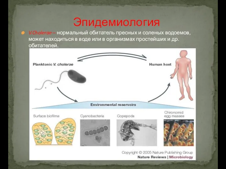 V.Cholerae – нормальный обитатель пресных и соленых водоемов, может находиться