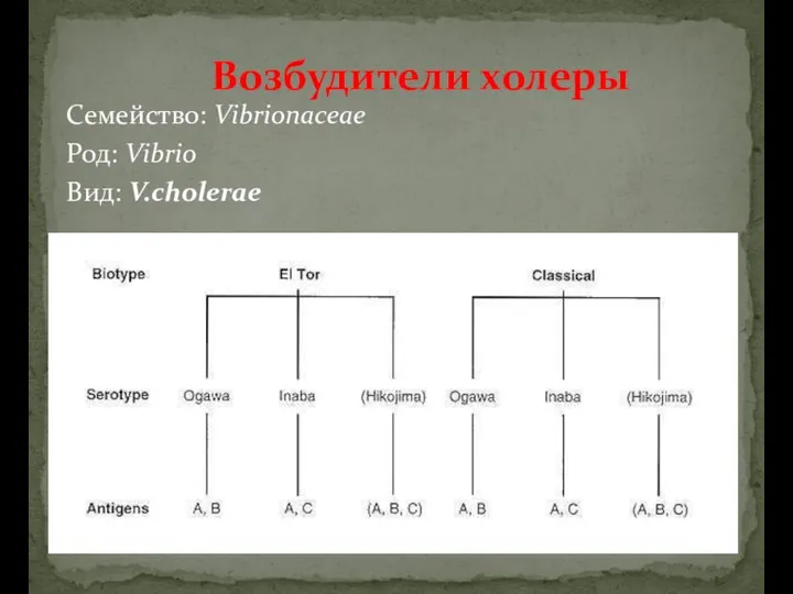 Семейство: Vibrionaceae Род: Vibrio Вид: V.cholerae Возбудители холеры