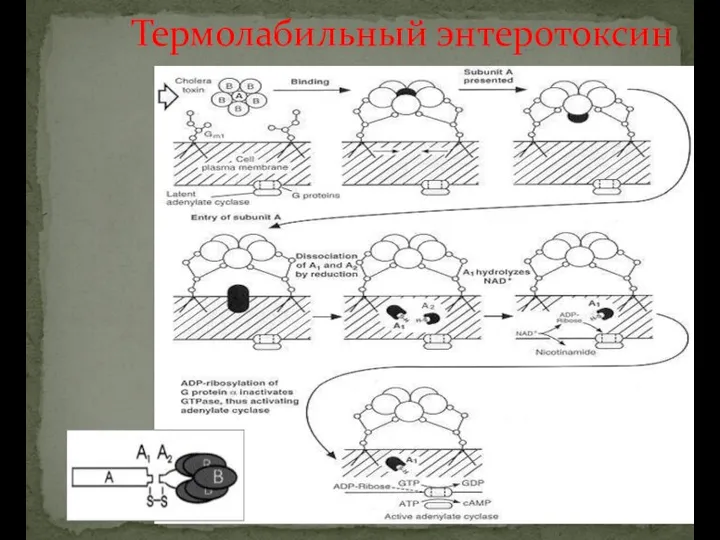 Термолабильный энтеротоксин