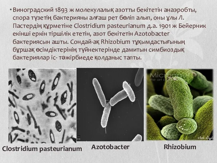Виноградский 1893 ж молекулалық азотты бекітетін анаэробты, спора түзетің бактерияны алғаш рет бөліп