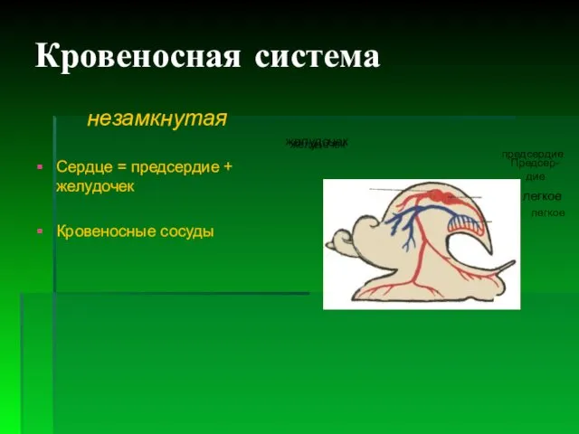 Кровеносная система незамкнутая Сердце = предсердие + желудочек Кровеносные сосуды