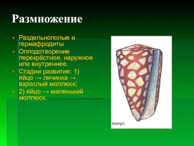 Размножение Раздельнополые и гермафродиты Оплодотворение перекрёстное, наружное или внутреннее. Стадии