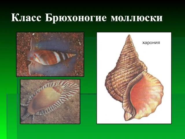 Класс Брюхоногие моллюски харония