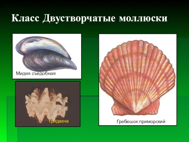 Класс Двустворчатые моллюски Гребешок приморский Мидия съедобная тридакна