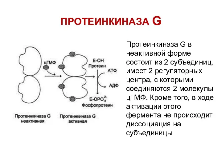 ПРОТЕИНКИНАЗА G Протеинкиназа G в неактивной форме состоит из 2 субъединиц, имеет 2