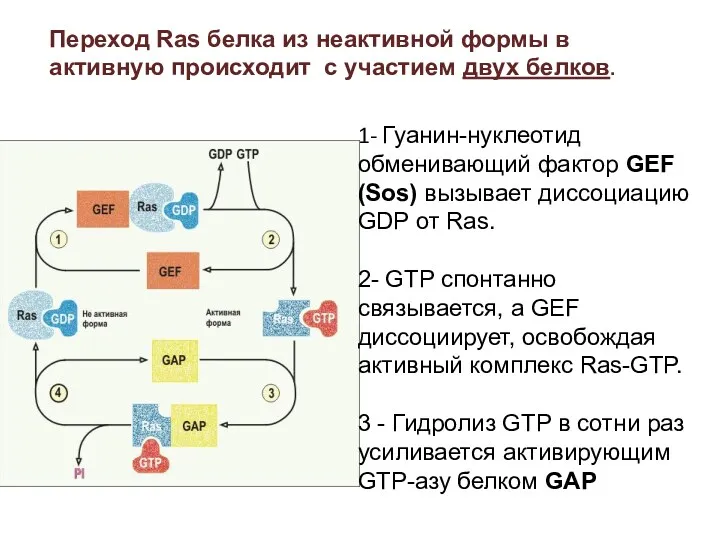 1- Гуанин-нуклеотид обменивающий фактор GEF (Sos) вызывает диссоциацию GDP от Ras. 2- GTP