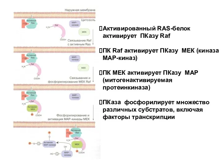 Активированный RAS-белок активирует ПКазу Raf ПК Raf активирует ПКазу МЕК (киназа МАР-киназ) ПК