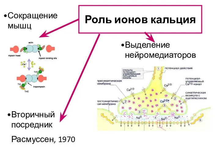 Роль ионов кальция Выделение нейромедиаторов Вторичный посредник Расмуссен, 1970 Сокращение мышц