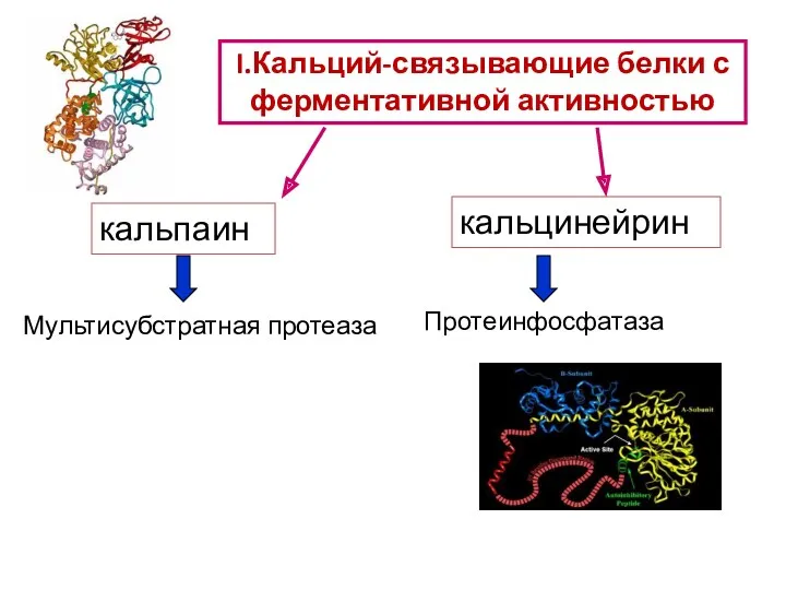 кальпаин кальцинейрин Мультисубстратная протеаза Протеинфосфатаза I.Кальций-связывающие белки с ферментативной активностью