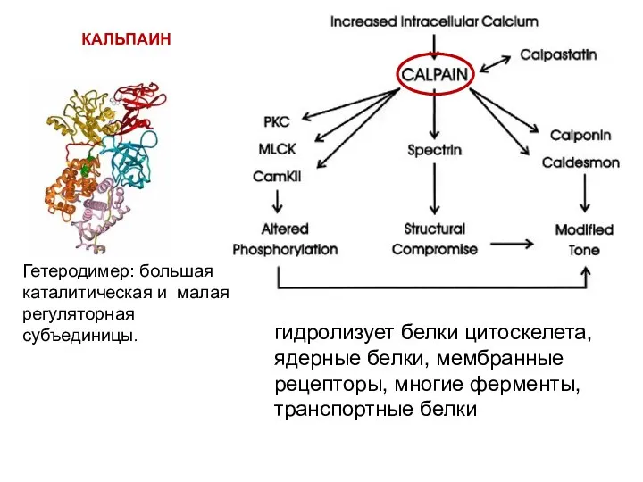 КАЛЬПАИН Гетеродимер: большая каталитическая и малая регуляторная субъединицы. гидролизует белки цитоскелета, ядерные белки,