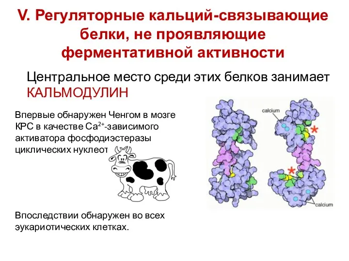 V. Регуляторные кальций-связывающие белки, не проявляющие ферментативной активности Впервые обнаружен Ченгом в мозге