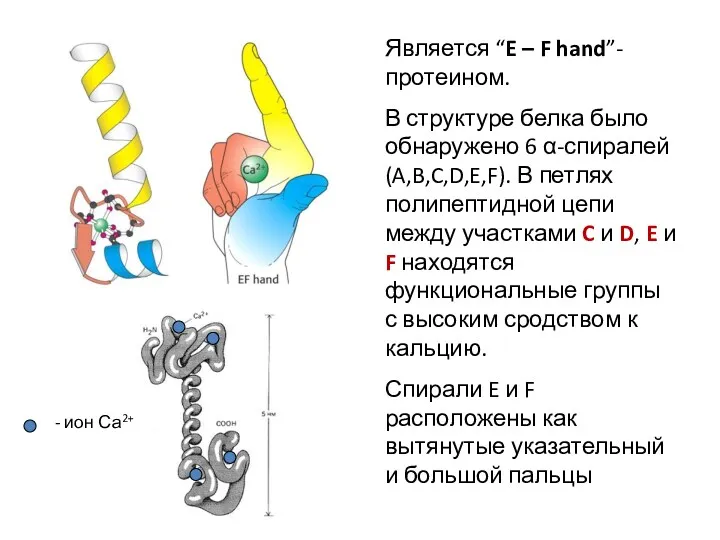 Является “E – F hand”-протеином. В структуре белка было обнаружено 6 α-спиралей (A,B,C,D,E,F).