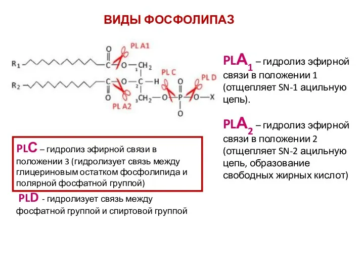 PLА1 – гидролиз эфирной связи в положении 1 (отщепляет SN-1 ацильную цепь). PLА2