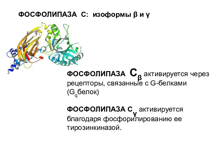 ФОСФОЛИПАЗА С: изоформы β и γ ФОСФОЛИПАЗА Сβ активируется через рецепторы, связанные с
