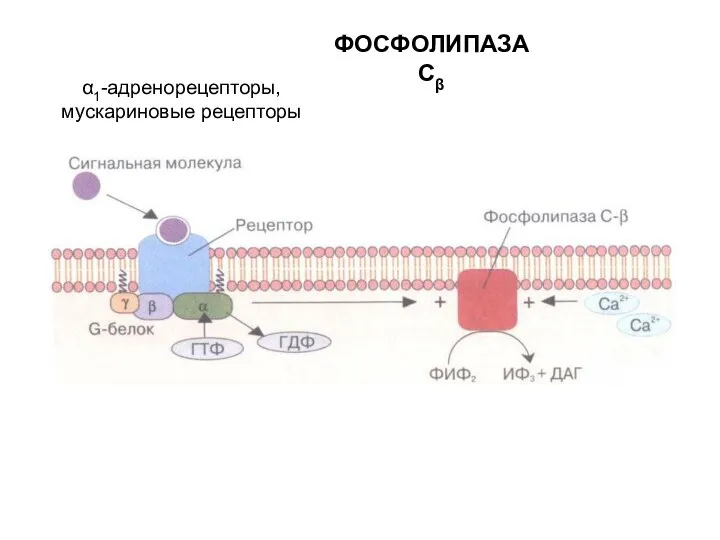 α1-адренорецепторы, мускариновые рецепторы ФОСФОЛИПАЗА Сβ
