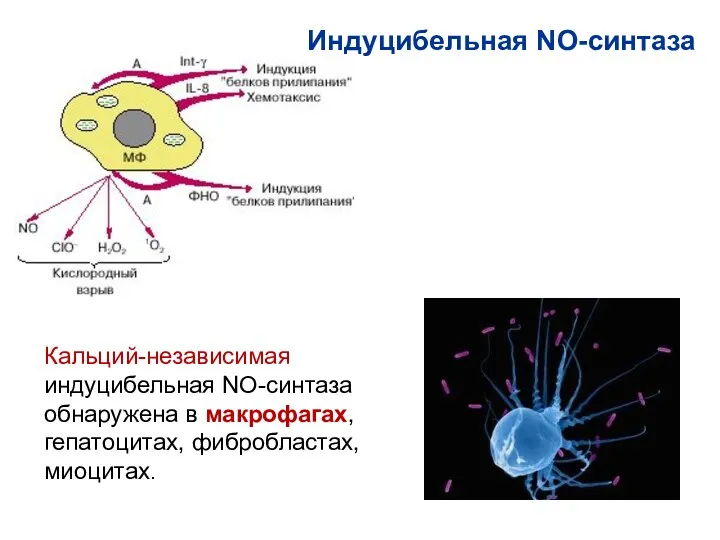 Индуцибельная NO-синтаза Кальций-независимая индуцибельная NO-синтаза обнаружена в макрофагах, гепатоцитах, фибробластах, миоцитах.
