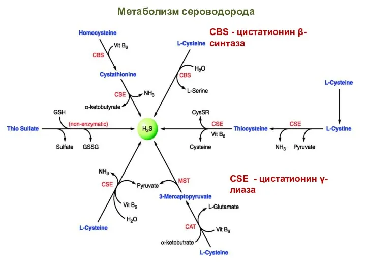 Метаболизм сероводорода CBS - цистатионин β-синтаза CSE - цистатионин γ-лиаза