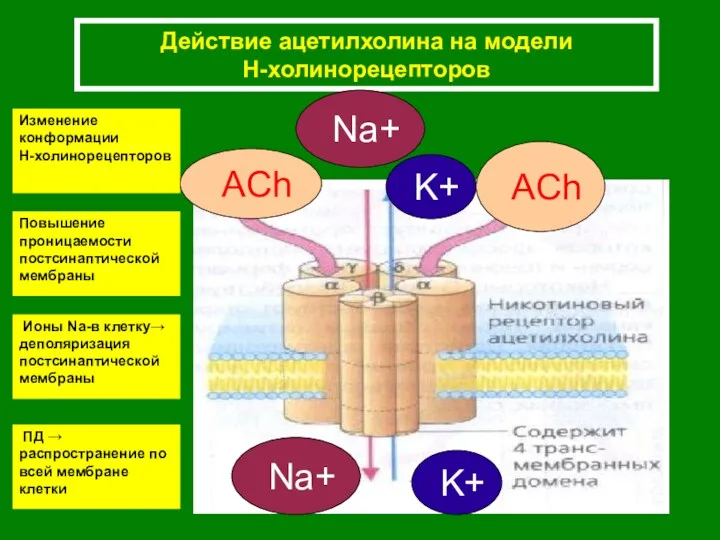 Действие ацетилхолина на модели Н-холинорецепторов Изменение конформации Н-холинорецепторов ACh ACh