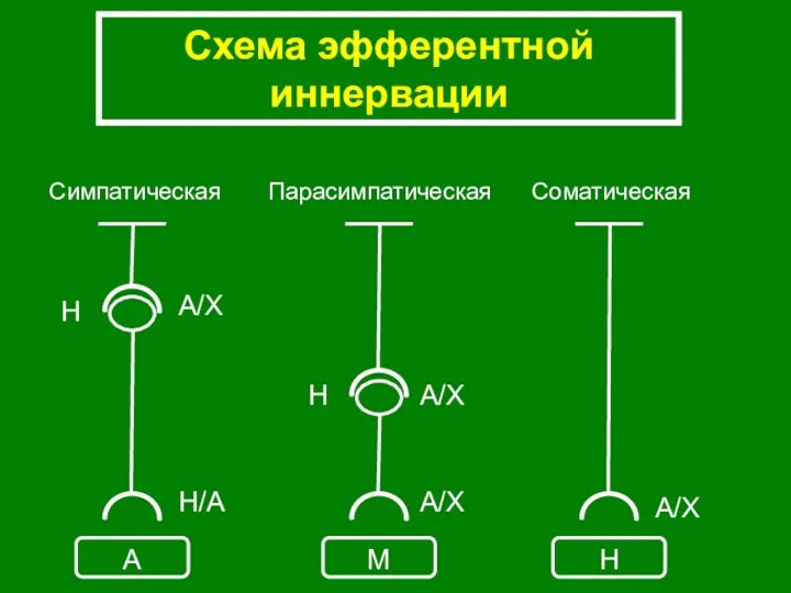 Схема эфферентной иннервации А М Н Симпатическая Парасимпатическая Соматическая А/Х А/Х А/Х А/Х Н/А Н Н