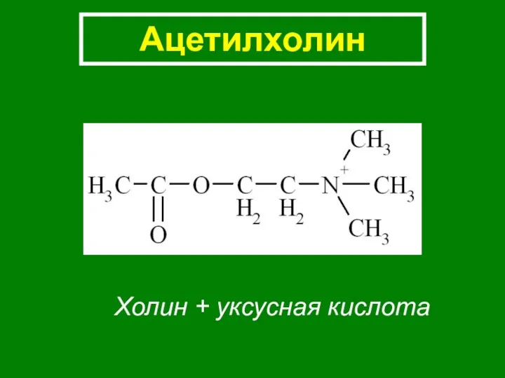 Ацетилхолин Холин + уксусная кислота
