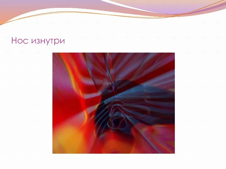 Нос изнутри