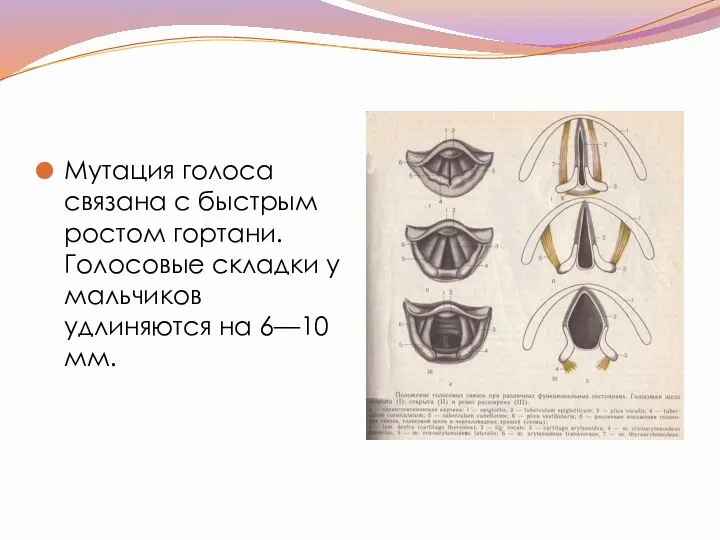 Мутация голоса связана с быстрым ростом гортани. Голосовые складки у мальчиков удлиняются на 6—10 мм.