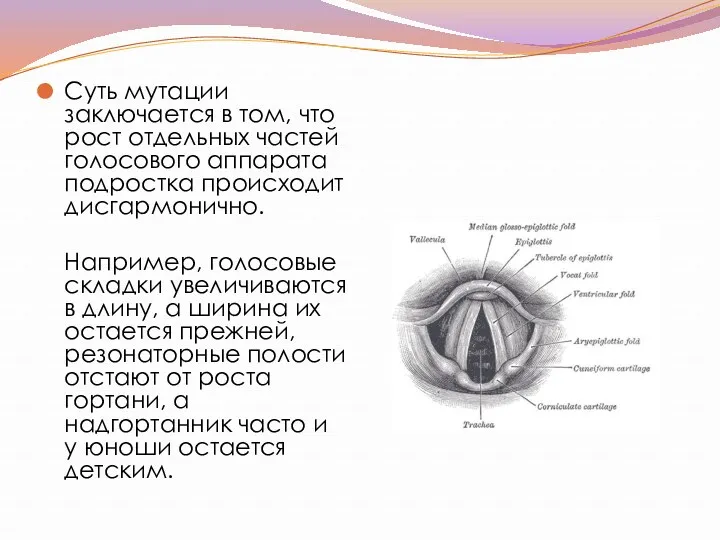 Суть мутации заключается в том, что рост отдельных частей голосового