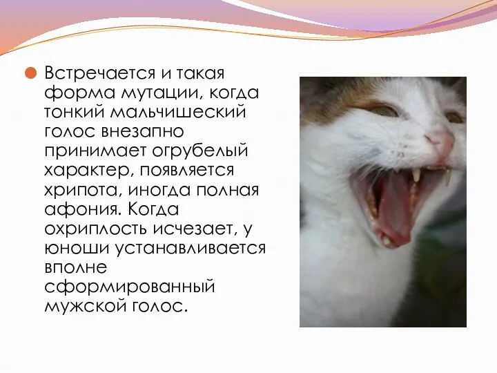 Встречается и такая форма мутации, когда тонкий мальчишеский голос внезапно