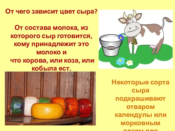 От чего зависит цвет сыра? От состава молока, из которого