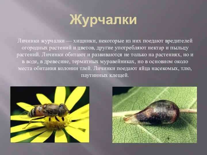 Журчалки Личинки журчалки — хищники, некоторые из них поедают вредителей