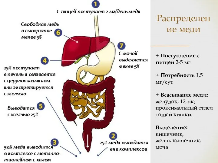 Распределение меди + Поступление с пищей 2-5 мг. + Потребность