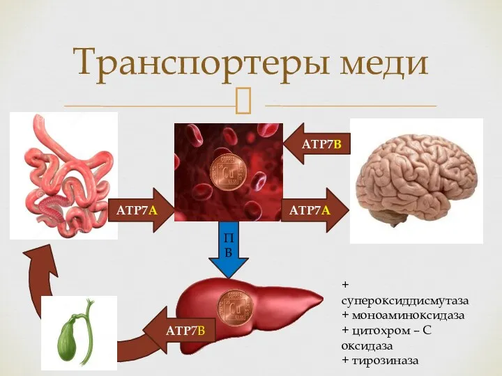 Транспортеры меди АТР7А АТР7А ПВ АТР7В АТР7В + супероксиддисмутаза +