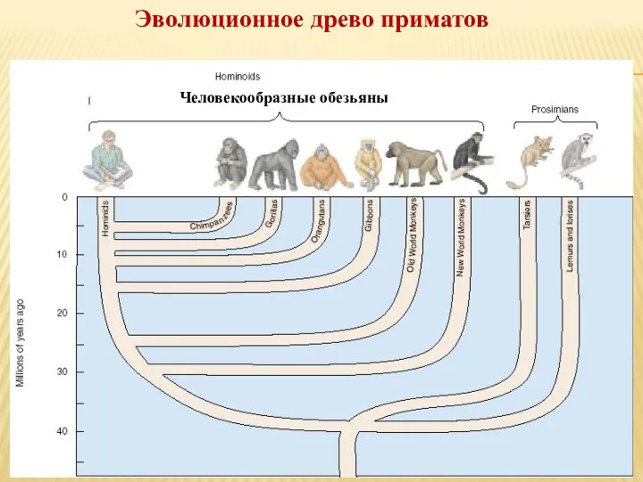 Эволюционное древо приматов Человекообразные обезьяны
