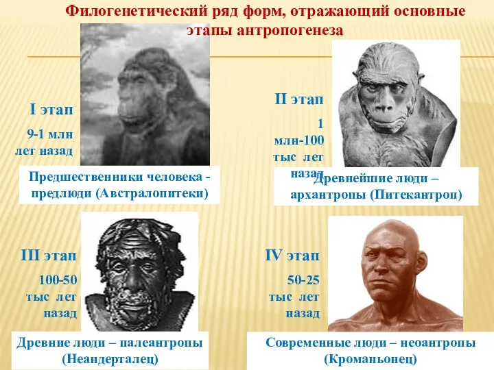 Древнейшие люди – архантропы (Питекантроп) Древние люди – палеантропы (Неандерталец) Предшественники человека -