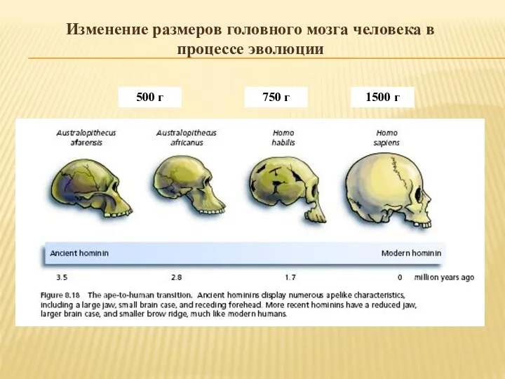 Изменение размеров головного мозга человека в процессе эволюции 500 г 750 г 1500 г