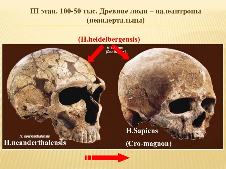 H.neanderthalensis H.Sapiens (Cro-magnon) III этап. 100-50 тыс. Древние люди – палеантропы (неандертальцы) (H.heidelbergensis)